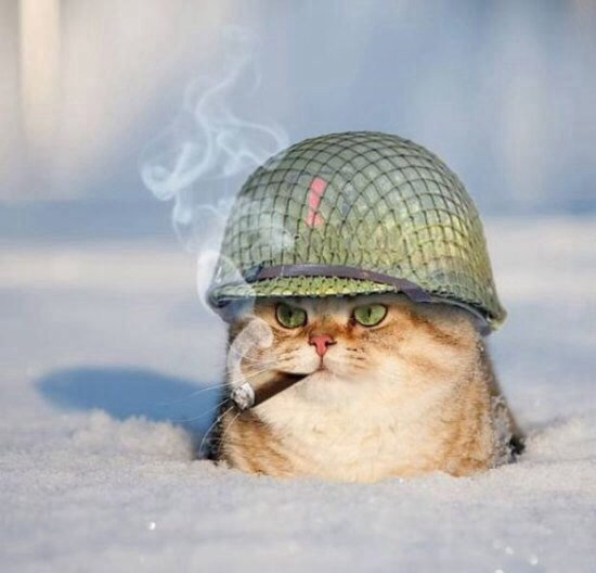 Насохранял
