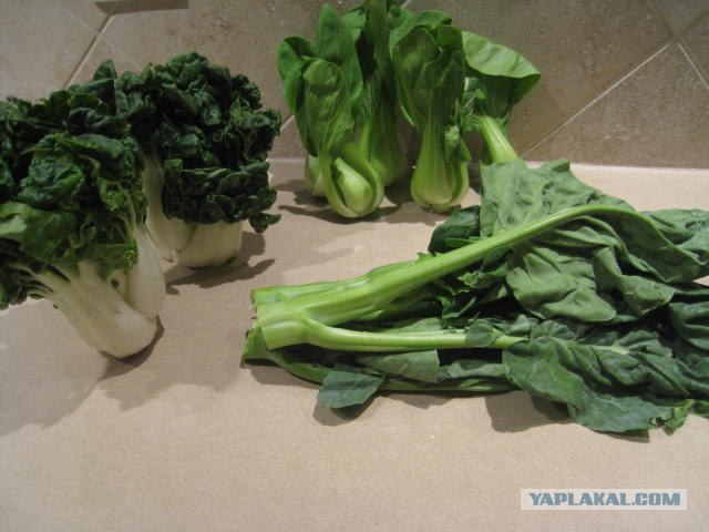 Капуста International, Наступила осень, отцвела капуста...