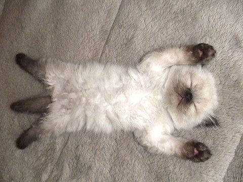 Котовторник так котовторник