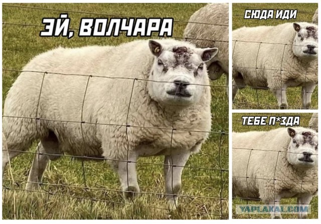 50 оттенков серого! Или самосвал баянов