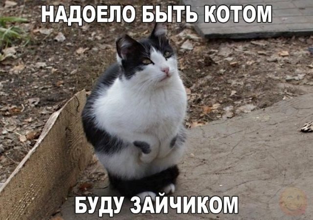 Псто с картинками