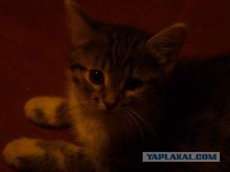 Котовторник  07.05.2013