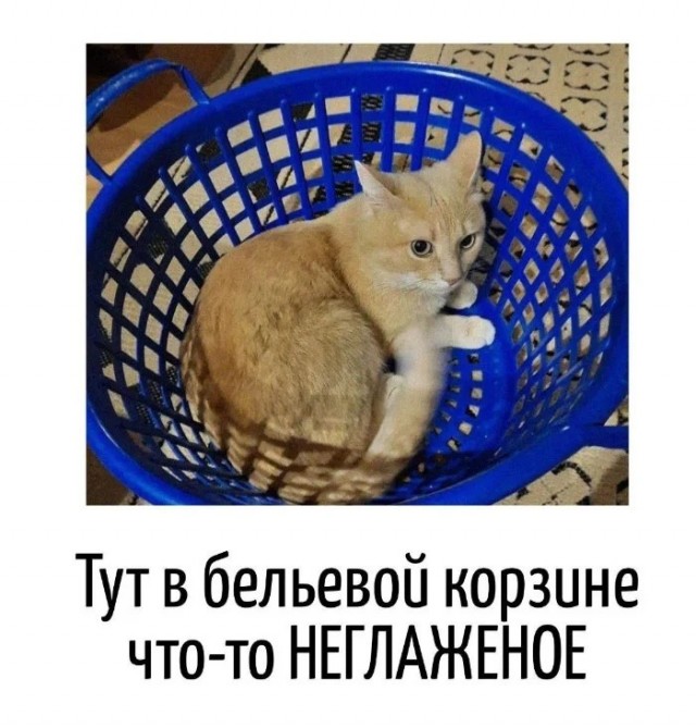 К котовторнику: подборка картинок-баянов с котиками и про котиков. Выпуск 25.