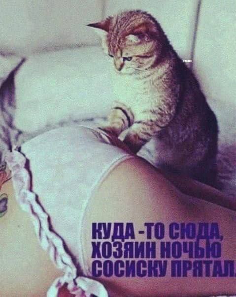 Забавные и не очень скромные картинки - 29