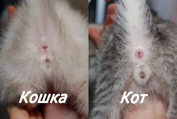 Парень или девочка? Вопрос принципиальный )