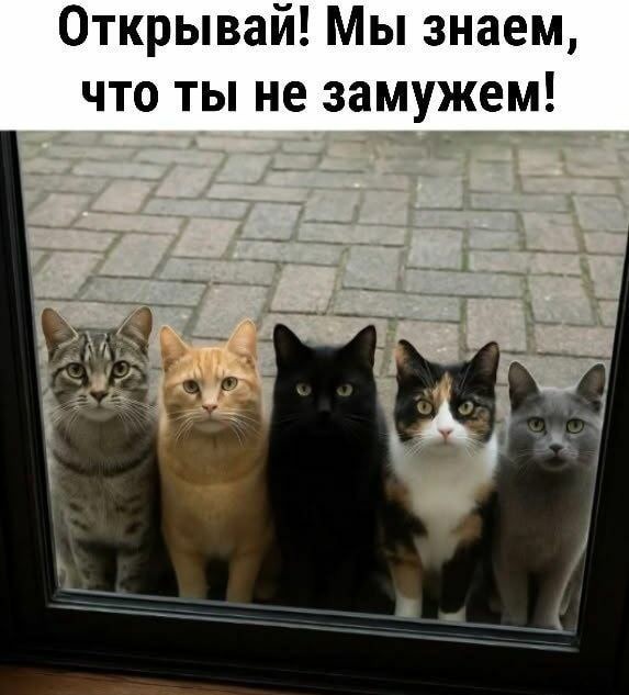 Всемирный день котиков.