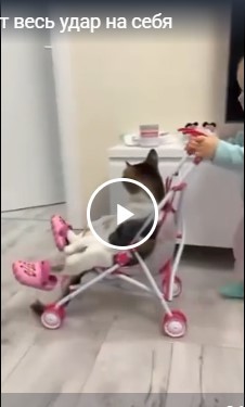Коты берут весь удар на себя