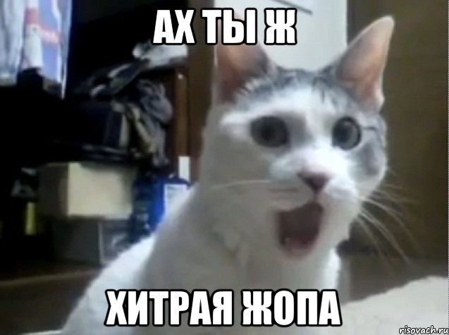 Свободу коту!