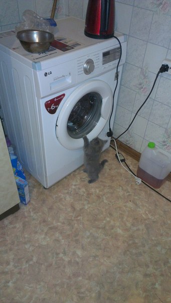 Котовторник 20.05.2014