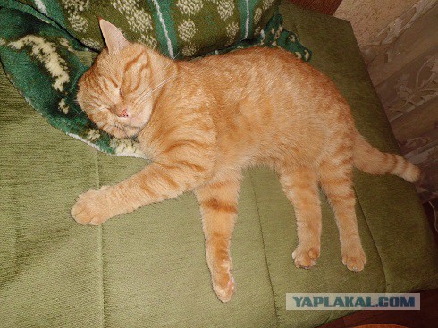 Котовторник 02.09.2014