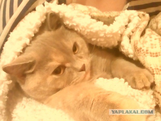 Котовторник 16.09.14