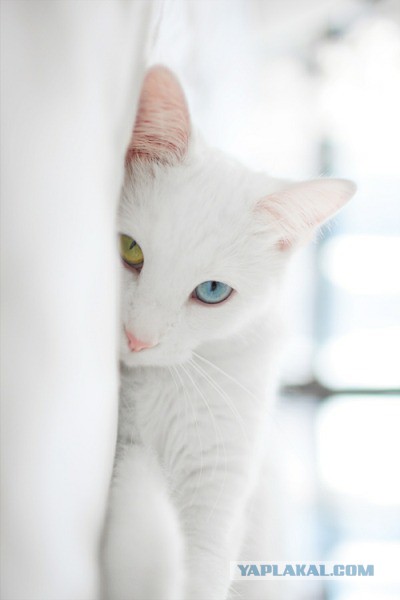 Котовторник 7.10.2014