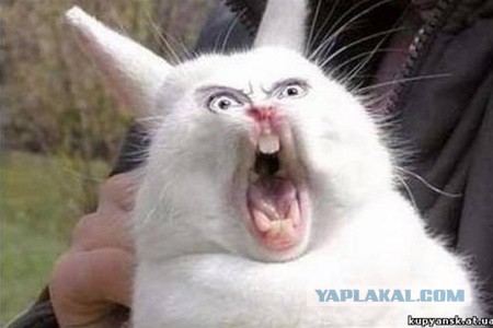Зай, убивай