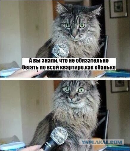 Котокомиксы