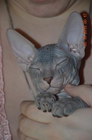 Мой котовторник