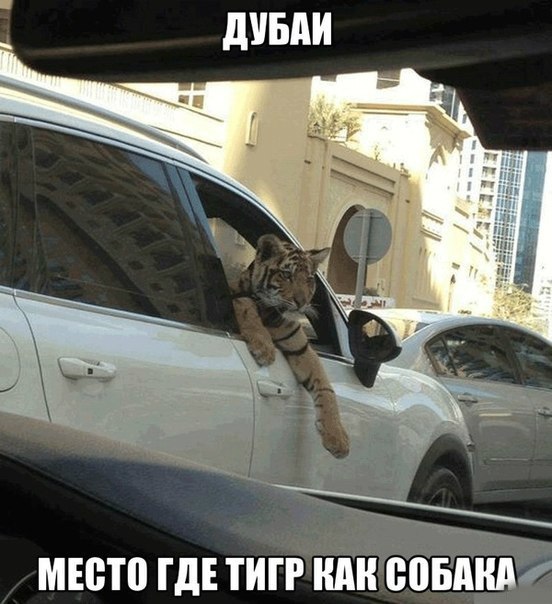 Подборка прикольных фото на пятницу
