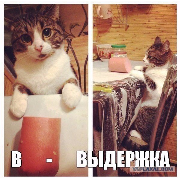 Картинки,гифки.
