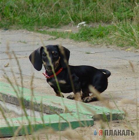 СОБАКИ и ЩЕНКИ. Все про собак!