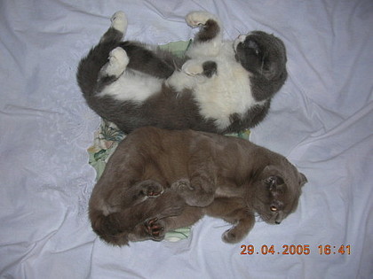 Коты, кошки, котята