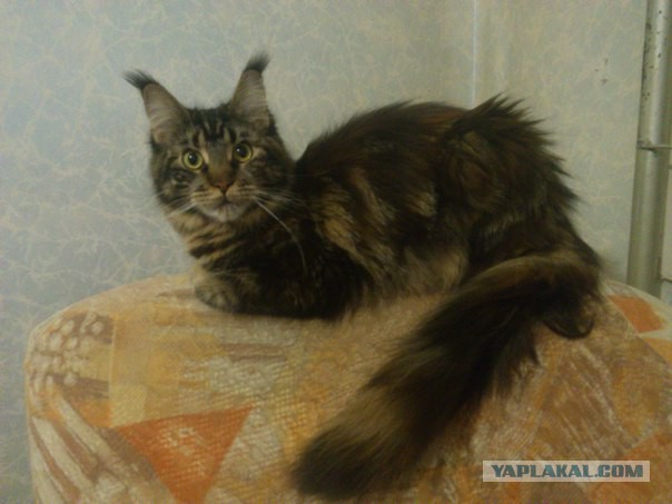 Котовторник 19.04.2016