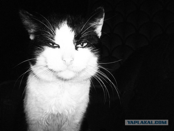 Жена сфотала кошку, прям в раздумьях, кого-то она мне напоминает...