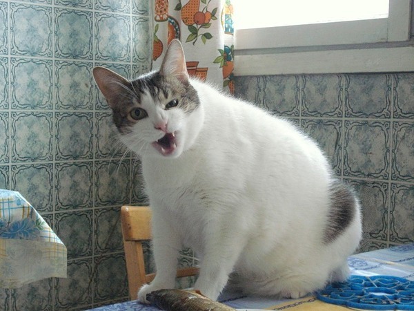 Коты из сети