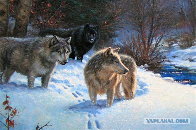 Тайга, страшные истории