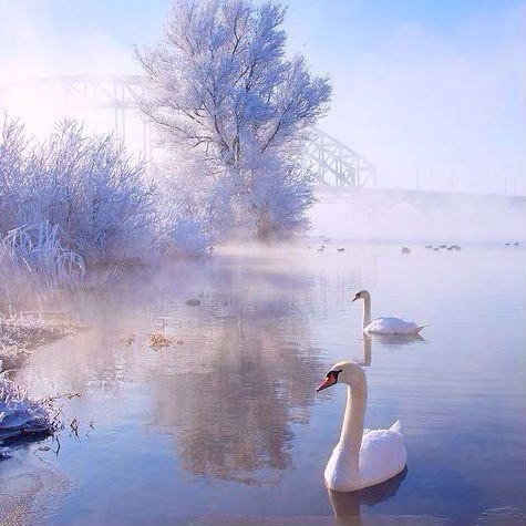 Самые смешные животные