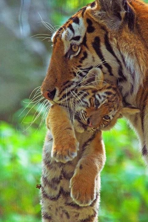 Самые смешные животные
