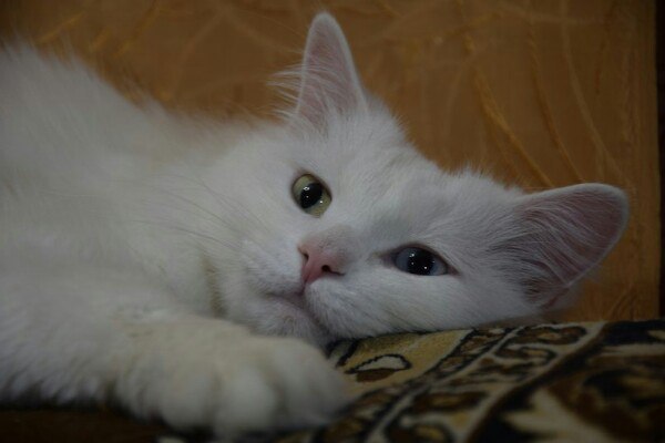 Коты и Кошки
