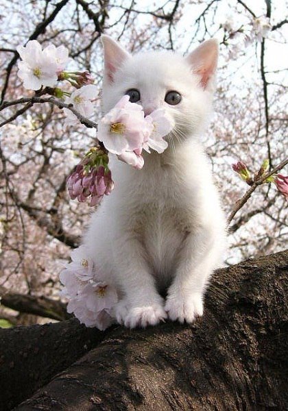 Коты и Кошки