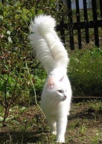 Коты и Кошки