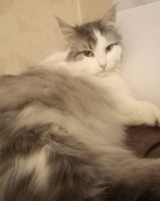 Котовторник 20.06.2017