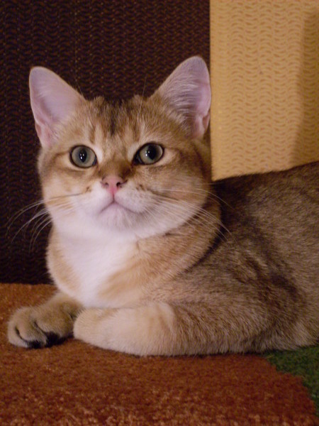 Коты и Кошки