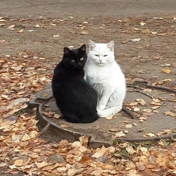 Прикольных котов пост
