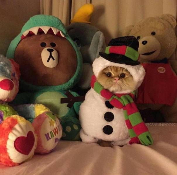 Прикольных котов пост