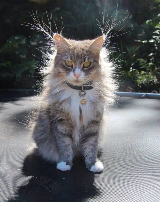 Взъерошенный кот картинки прикольные