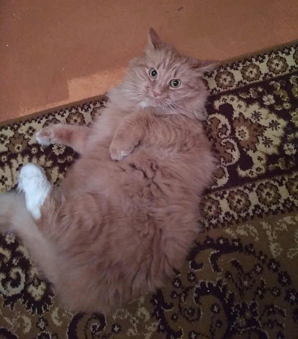 Котовторник  13.02.2018