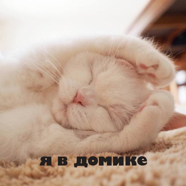 Фотобомбы котов
