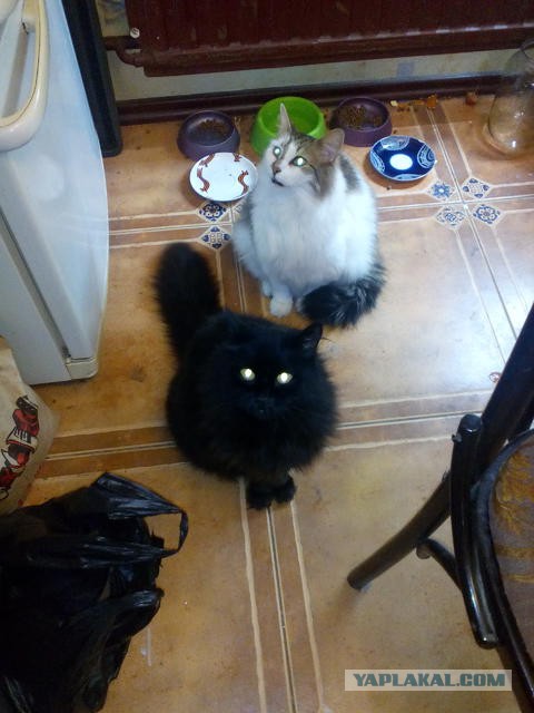 Котовторник 24.04.2018