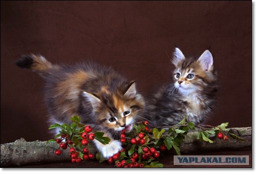 Котовторник (06.01)