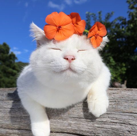 Прикольных котов пост