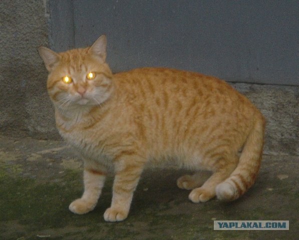 День котов