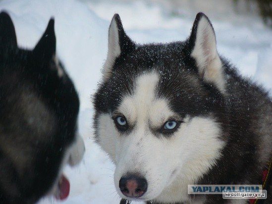 Ежегодное собачье ралли