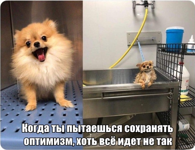 Милые животные. Мимиметр сломался
