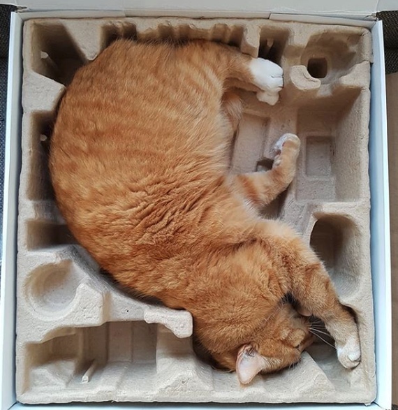 Прикольных котов пост
