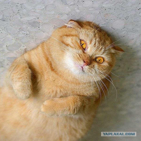 Котовторник объявляется открытым!