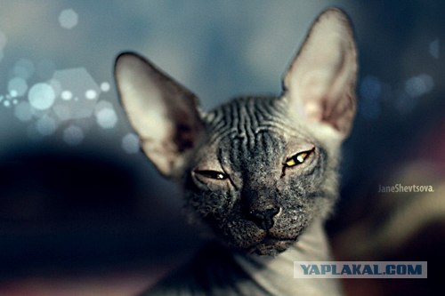 Котовторник (21.02.2012)
