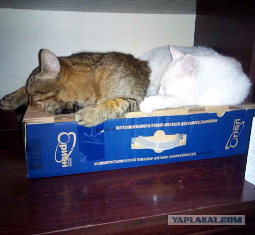 Зимние коты