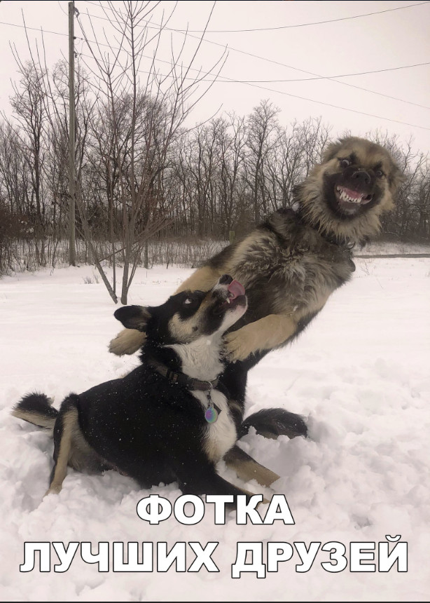 Милые животные. Мимиметр сломался